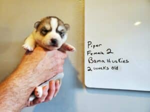 grey and white husky puppy for sale