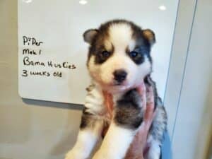grey and white husky puppies for sale