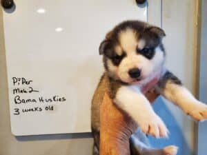 grey and white husky puppies for sale