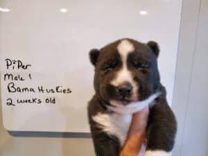 black and white husky puppy