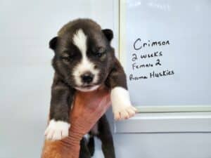 agouti husky puppy for sale