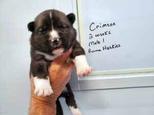 agouti husky puppy for sale