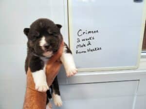 agouti husky puppy for sale