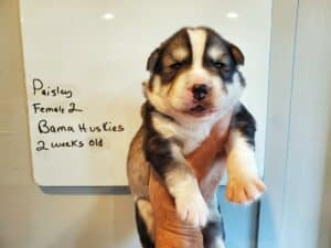 grey and white husky puppy