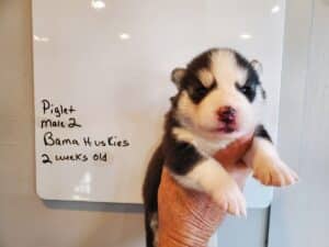 black and white husky puppy for sale