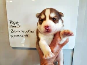 red and white husky puppy for sale