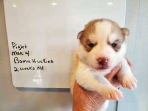 red and white husky puppy for sale