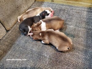 litter of Siberian husky puppies