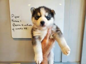 grey and white husky puppy