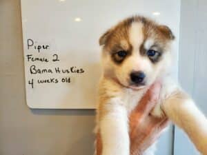 grey and white husky puppy