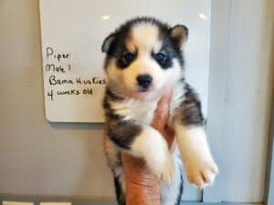 grey and white husky puppy