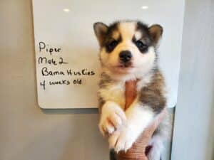 grey and white husky puppy