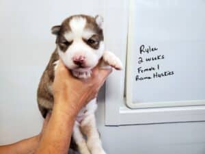 red and white husky puppy for sale