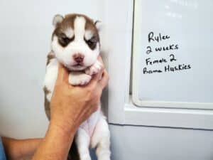 red and white husky puppy for sale