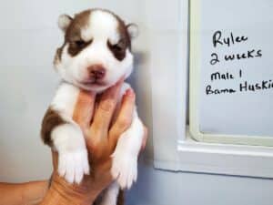 red and white husky puppy for sale