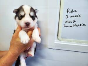 grey and white husky puppy for sale