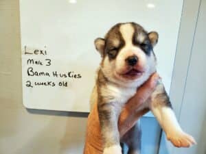 grey and white husky puppies for sale
