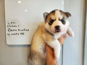 Grey and white husky puppy for sale