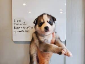 Grey and white husky puppy for sale