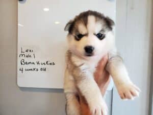 Grey and white husky puppy for sale