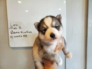 Grey and white husky puppy for sale