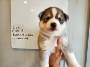 Grey and white husky puppy for sale