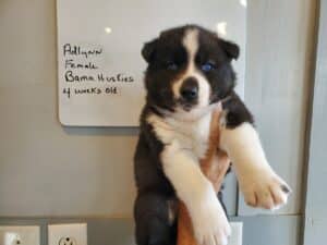 black and white husky puppy