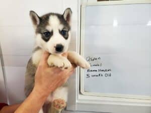 grey and white husky puppy