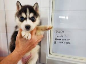 black and white husky puppy