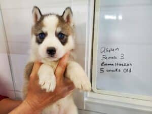 grey and white husky puppy