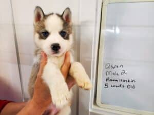 grey and white husky puppy
