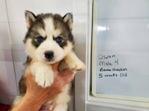 black and white husky puppy