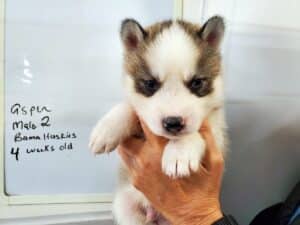 grey and white husky puppy