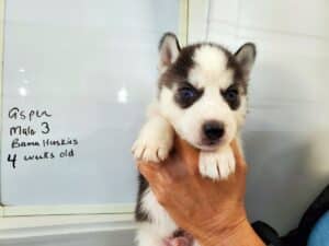black and white husky puppy