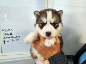black and white husky puppy