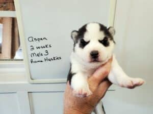 black and white husky puppy for sale