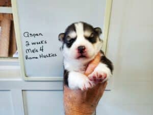 black and white husky puppy for sale