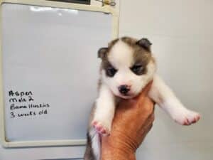 grey and white husky puppy