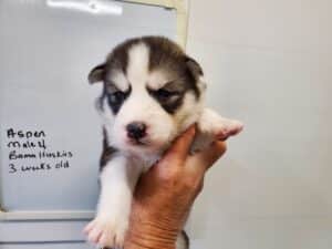 black and white husky puppy