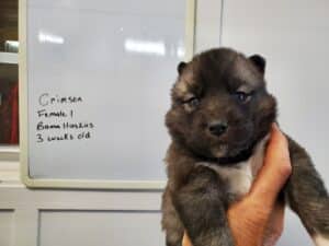 agouti husky puppies for sale