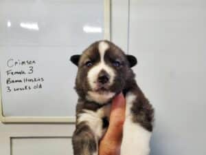 agouti husky puppies for sale