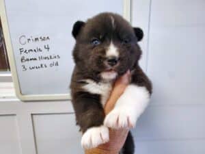 agouti husky puppies for sale