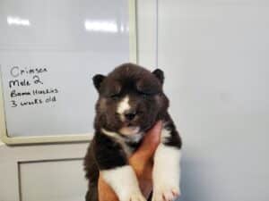 agouti husky puppies for sale
