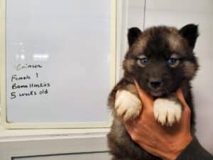 Agouti husky puppy for sale