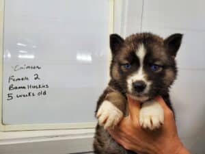 Agouti husky puppy for sale