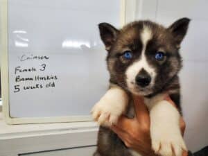 Agouti husky puppy for sale