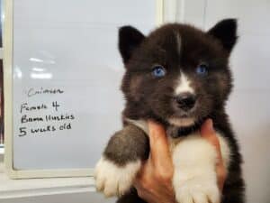 Agouti husky puppy for sale