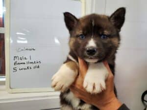 Agouti husky puppy for sale
