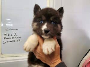 Agouti husky puppy for sale