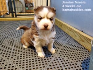 red and white husky puppy